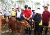 Phát triển mô hình nuôi Bò: Hướng đi giảm nghèo bền vững ở Nam Định