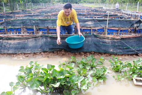 Anh Nguyễn Thanh Tân với các bể nuôi lươn thu lợi nhuận tiền tỷ mỗi năm.