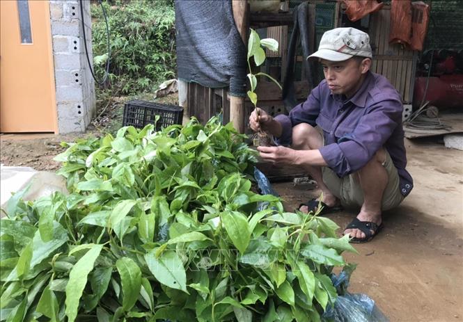 BÁO ĐIỆN TỬ: Nghi vấn cấp cây giống giá cao hơn giá thị trường tại huyện nghèo Bình Gia, tỉnh Lạng Sơn ​