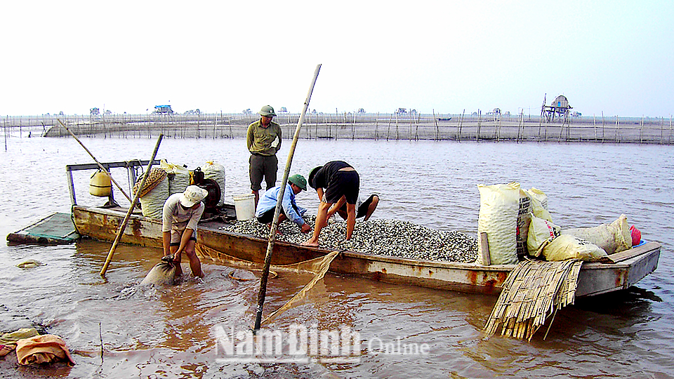 Mô hình nuôi ngao thương phẩm giá trị kinh tế cao tại xã Giao Xuân (Giao Thủy).